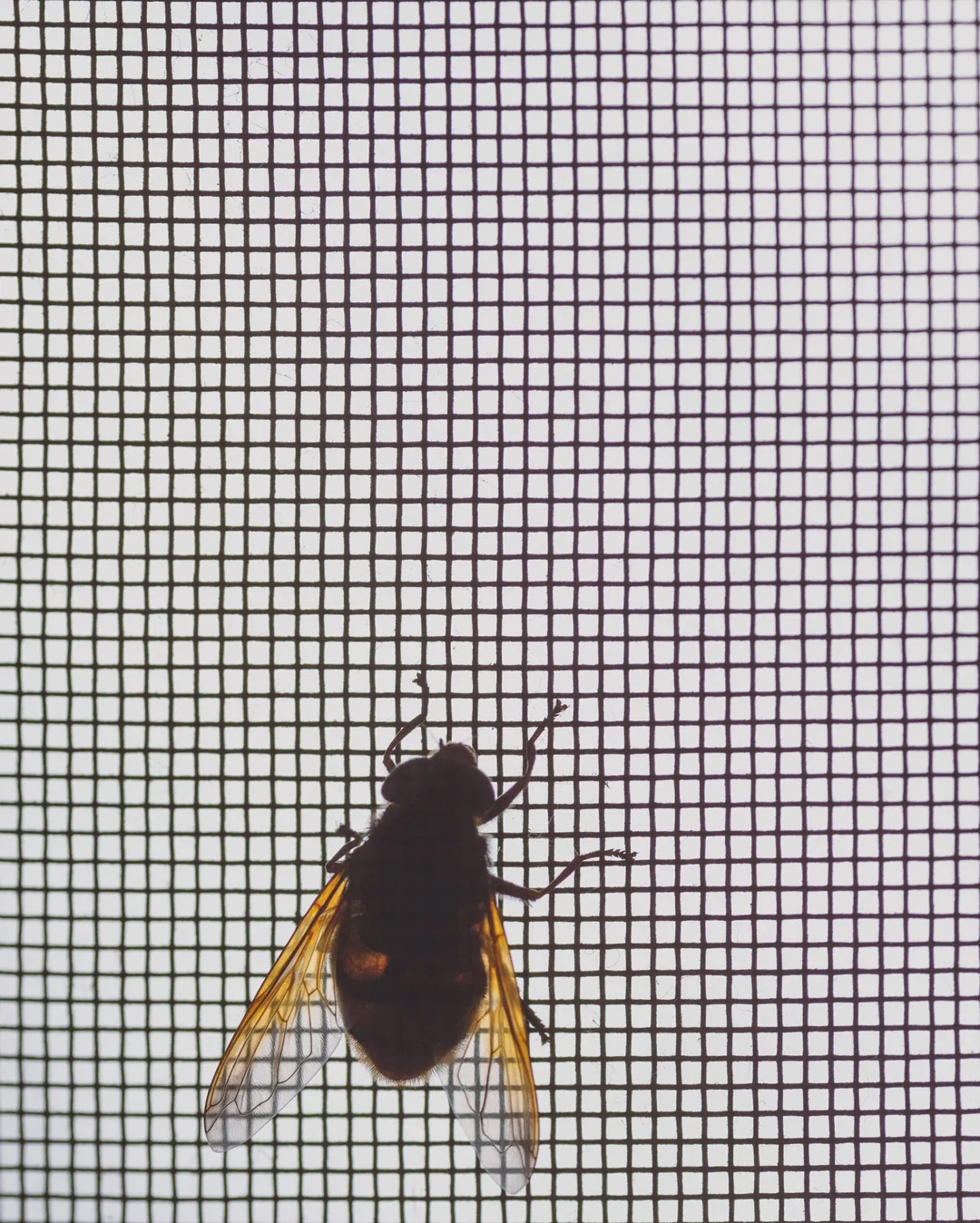 Hornisssenschwebefliege auf Fliegengitter