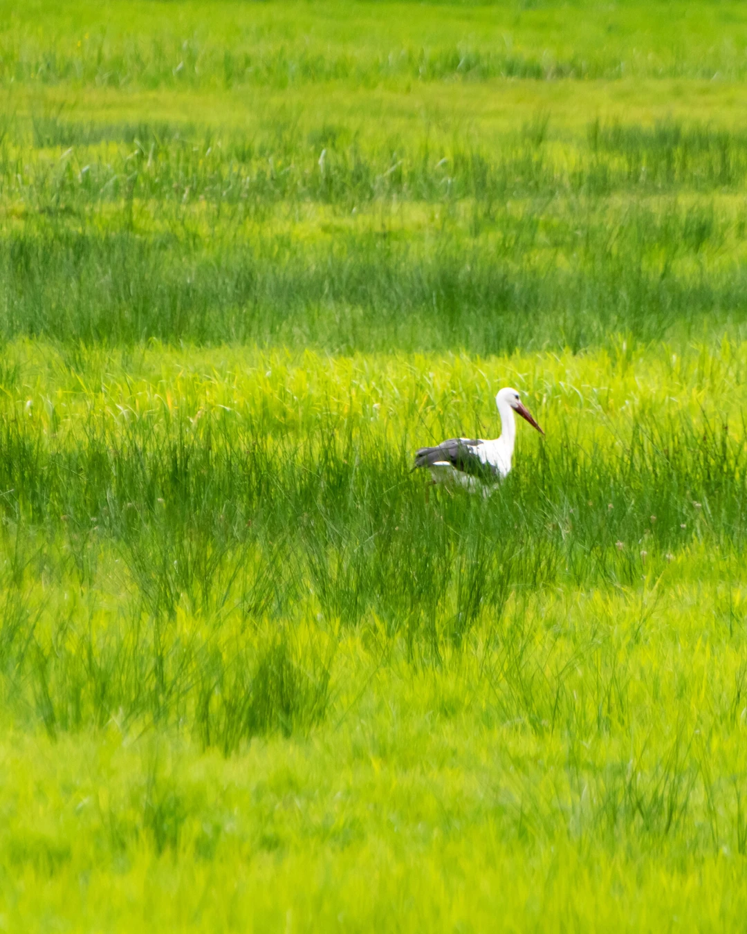 Storch sucht Futter auf grasgrüner Wiese