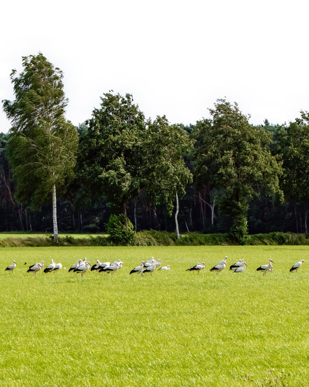 Wenn jemand eine Reise tut