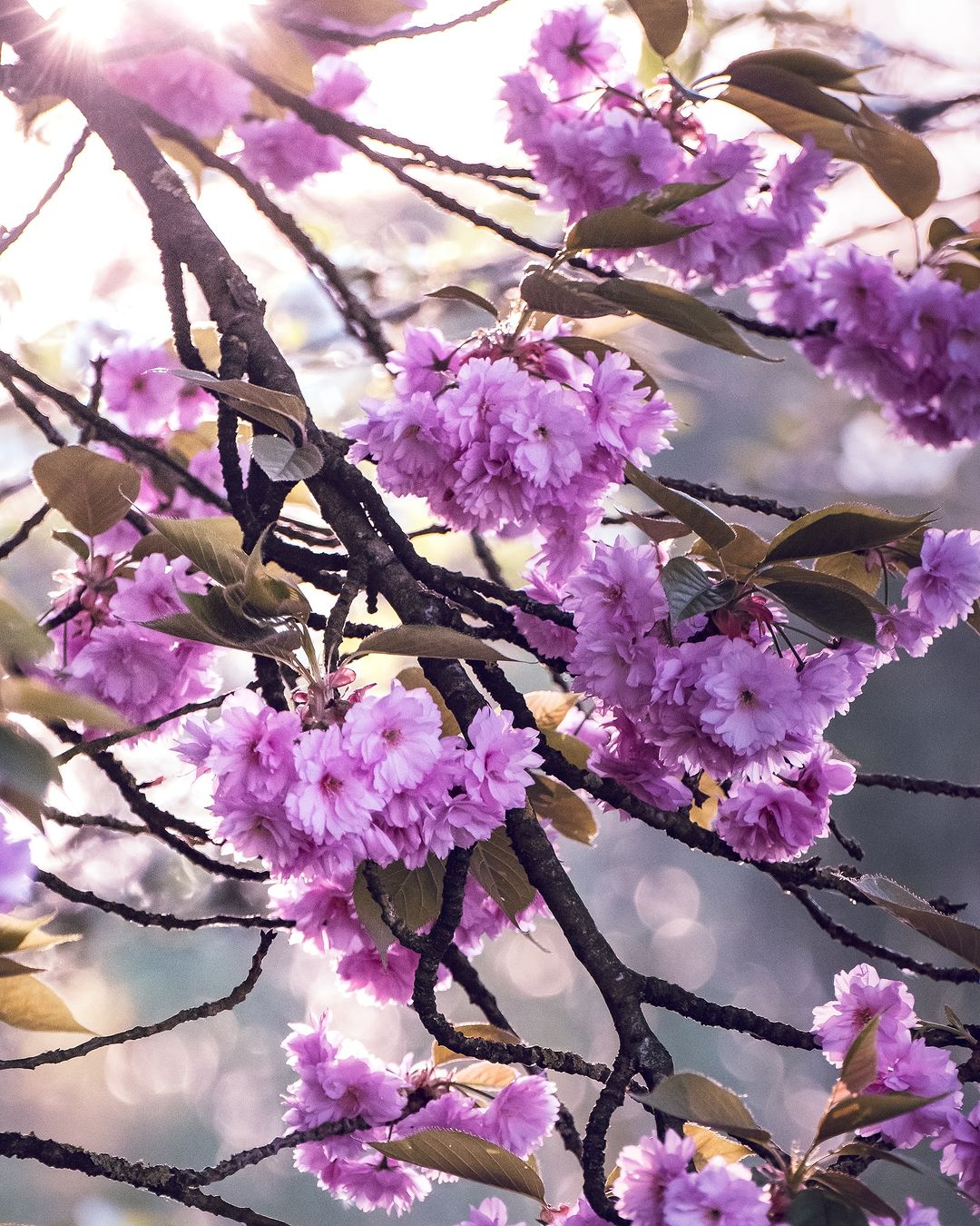 Der Frühling war da