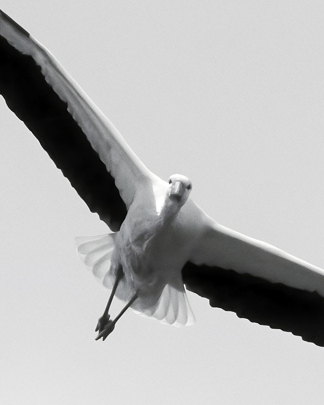 Ein Weißstorch fliegt auf die Kamera zu