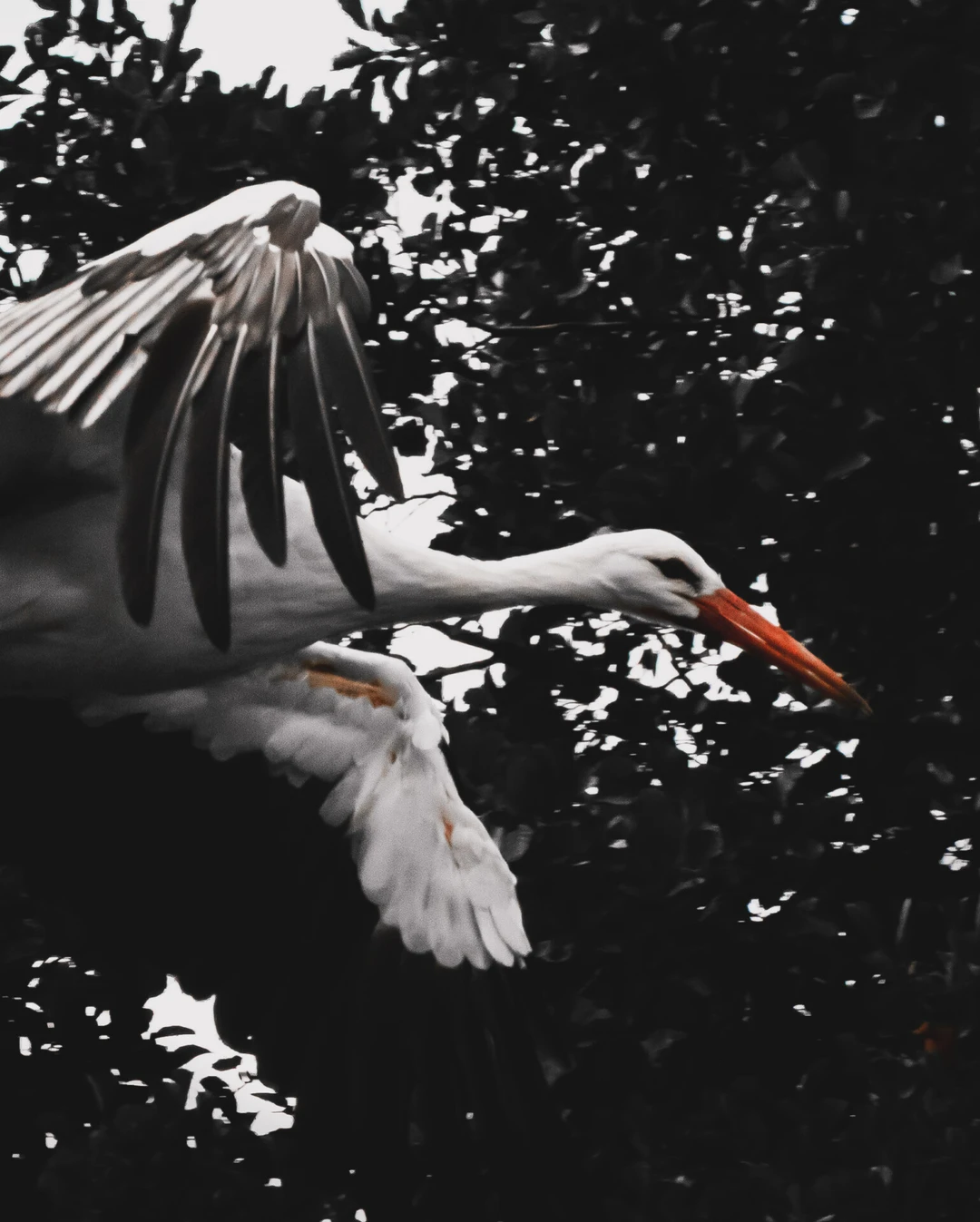Ein Weißstorch fliegt nah am Fotografen vorbei