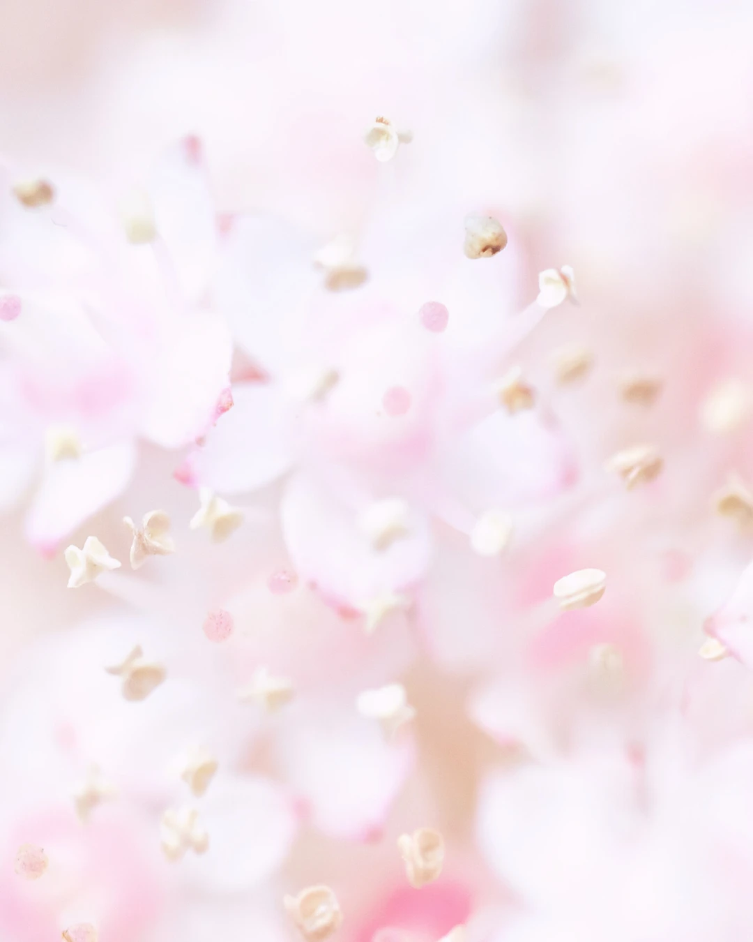 Makrofoto von weißen und pinken Blüten