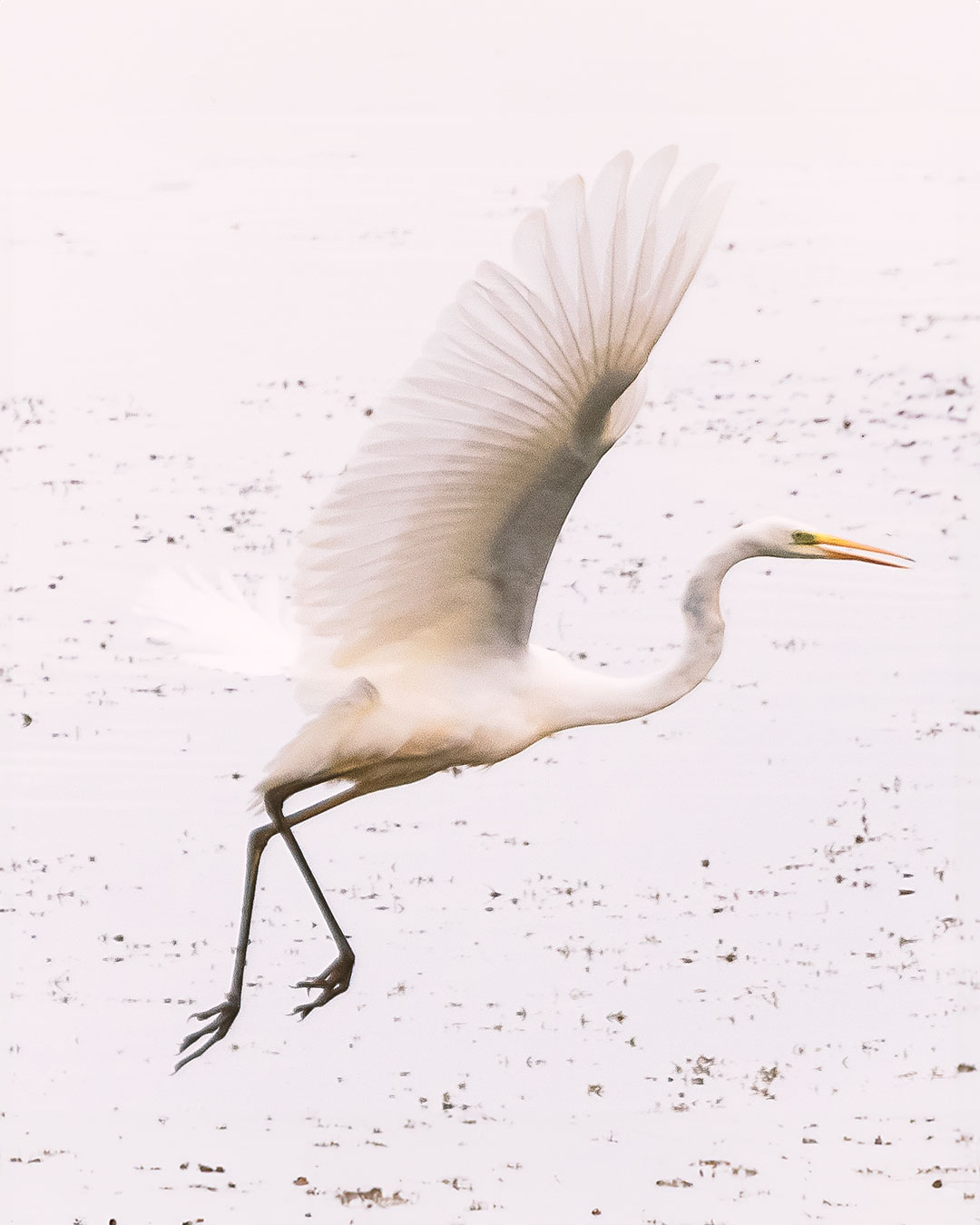 Silberreiher am Steinhorster Becken