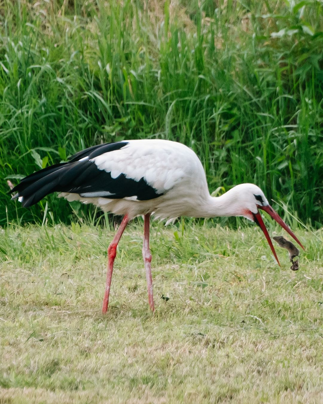 Ein Weißstorch schmeisst sich eine Maus in den Schnabel