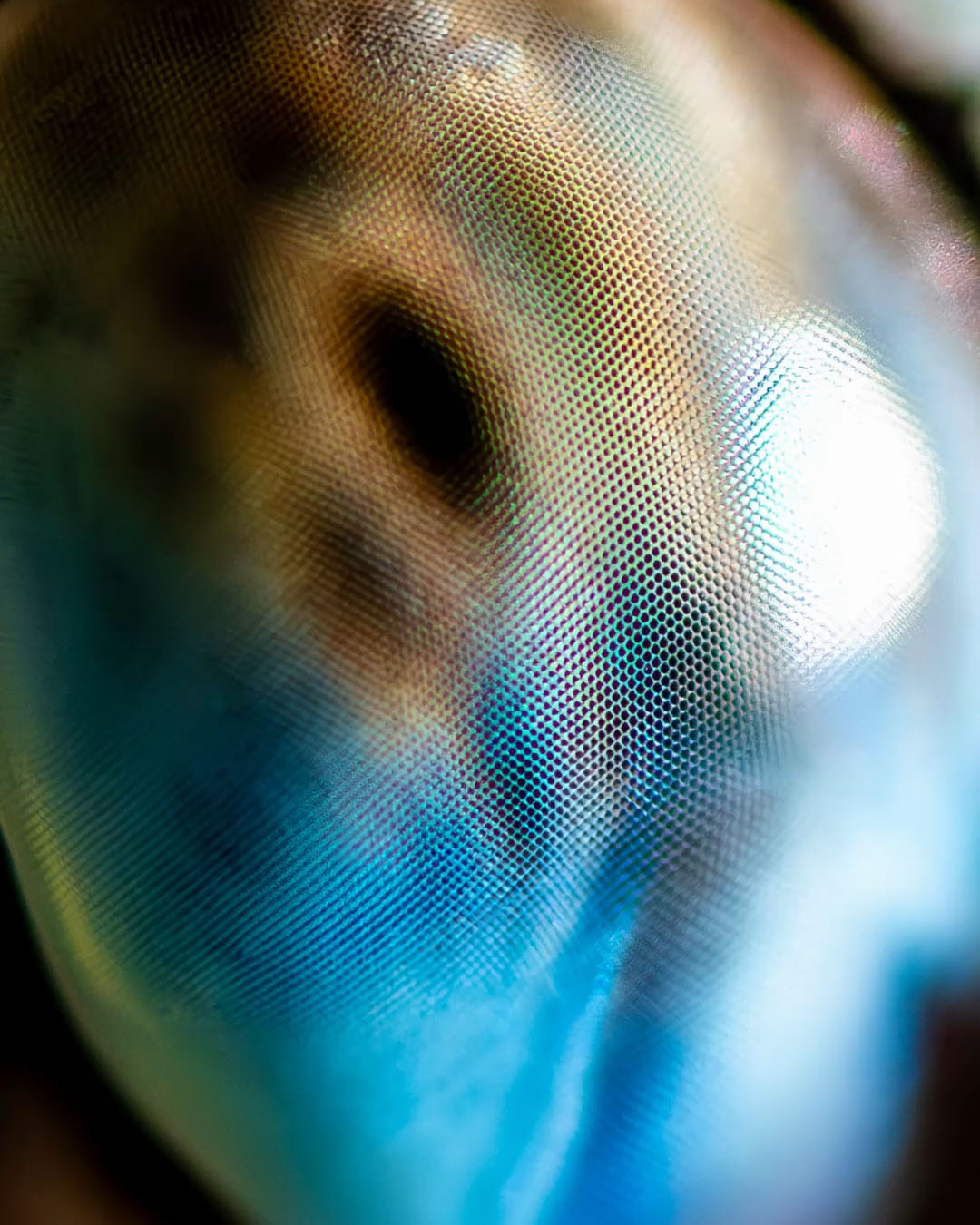 Kühe haben die schönsten