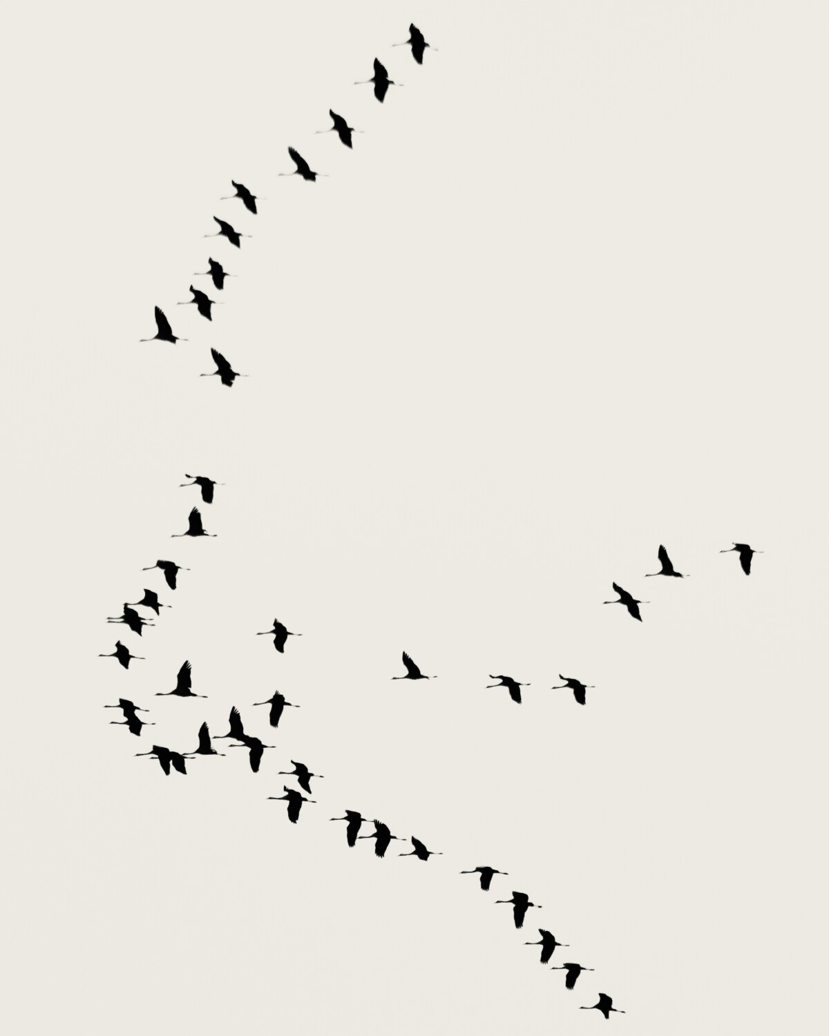 Kraniche über Rheda-Wiedenbrück