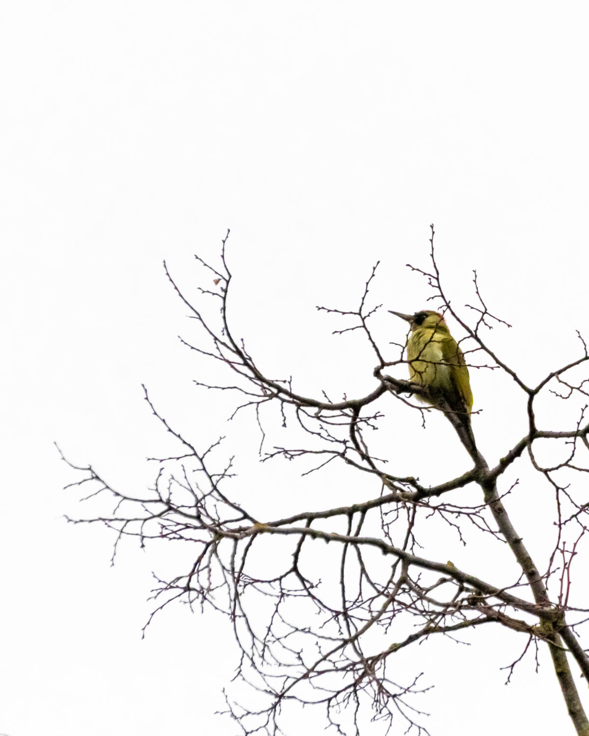 Grün hinter den Ohren