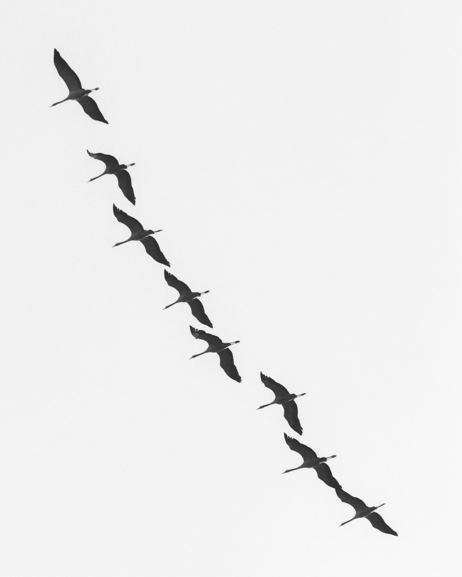 Kraniche ziehen über Rheda-Wiedenbrück