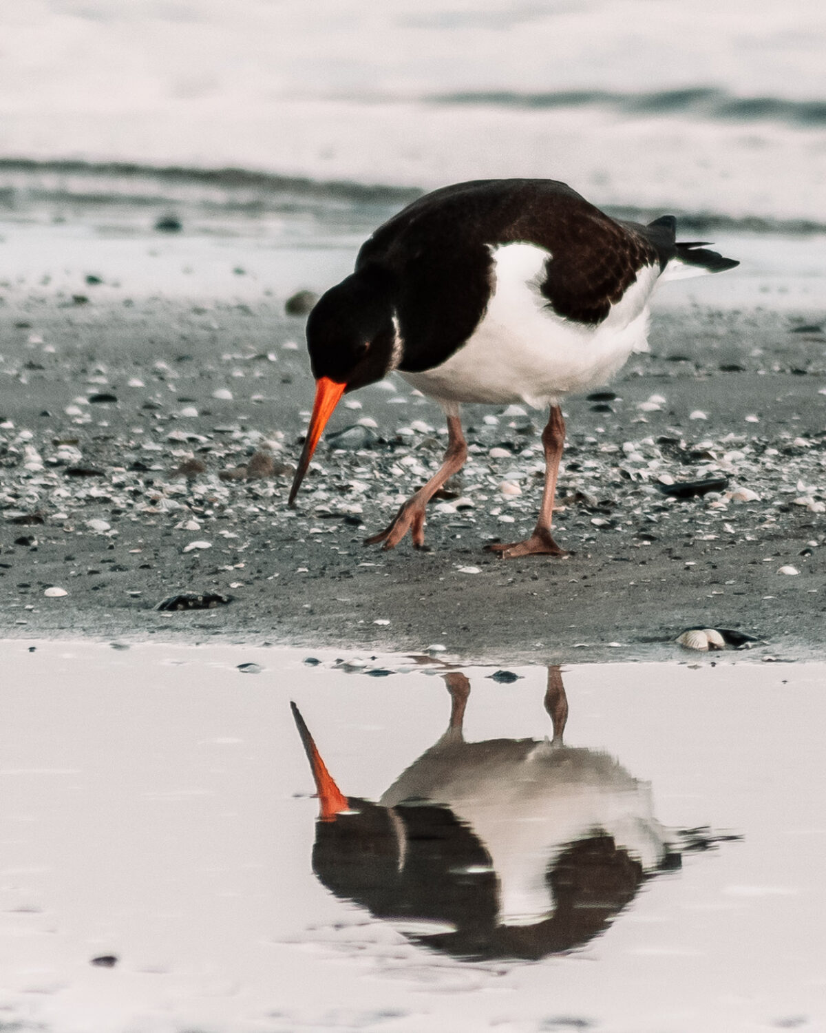Ein Austernfischer an der Ostsee in Prerow