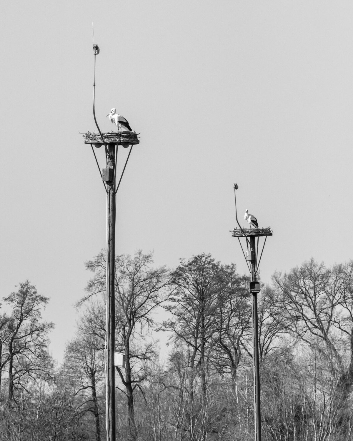 Storch-TV