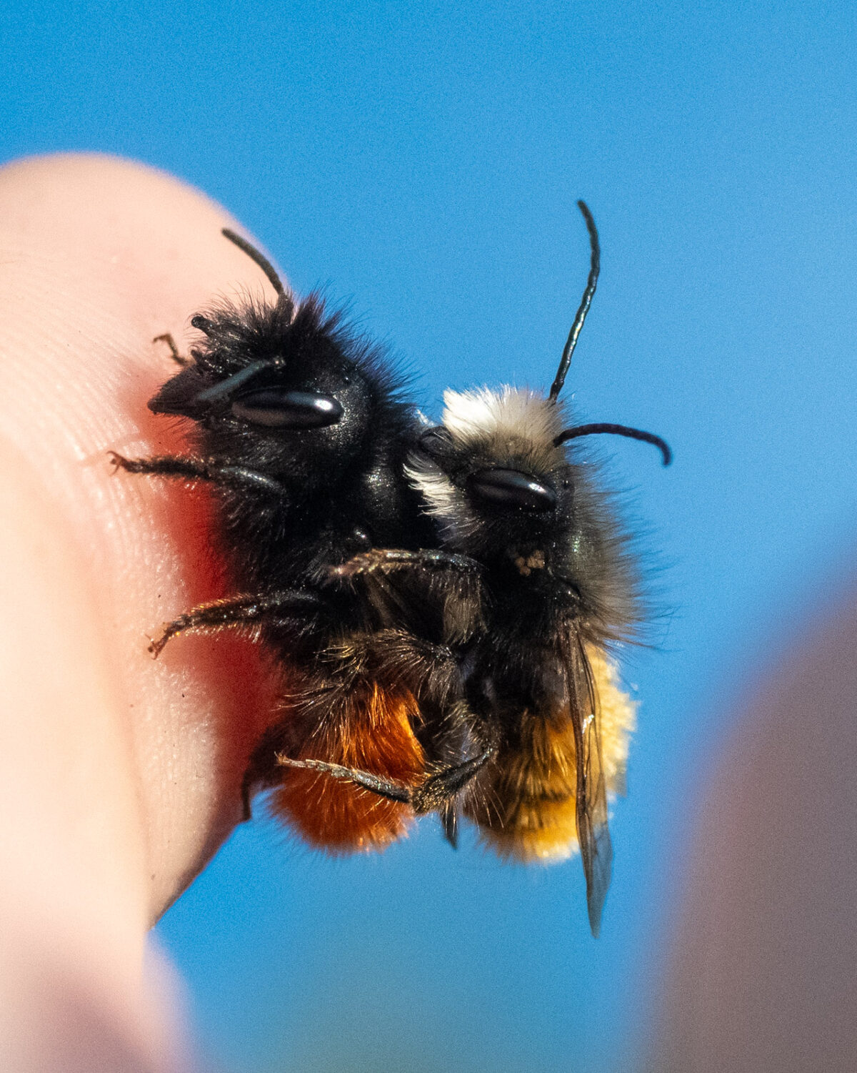 Paarung von zwei gehörnten Mauerbienen auf meinem Zeigefinger.