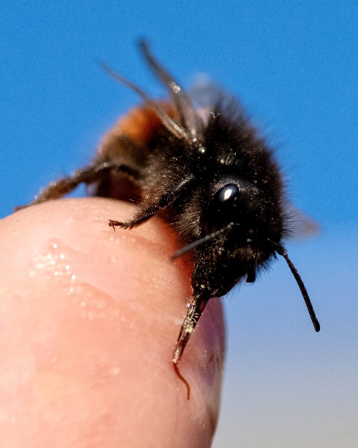 Eine Mauerbiene sitzt auf einem Finger und schleckt an einem Tropfen Zuckersirup. Man erkennt die lange Zunge der Wildbiene.