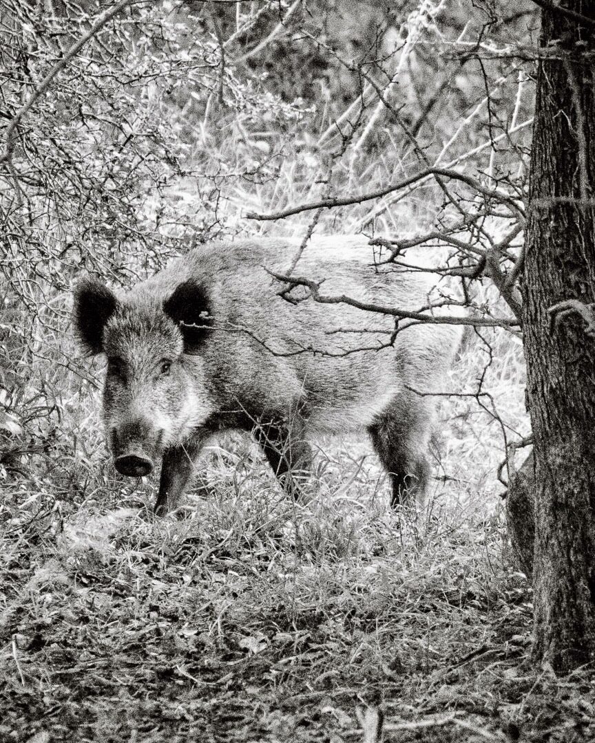 Oink