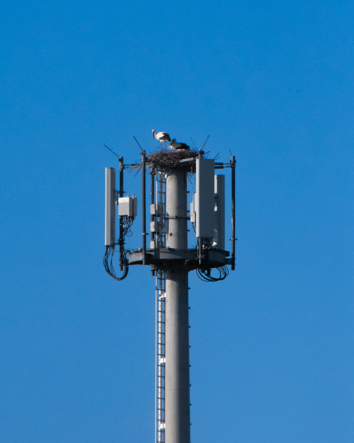 Zwei Weißstörche stehen auf ihrem Nest, welches sie auf der Spitze eines hohen Mobilfunkmastes bei Verl-Sürenheide gebaut haben.