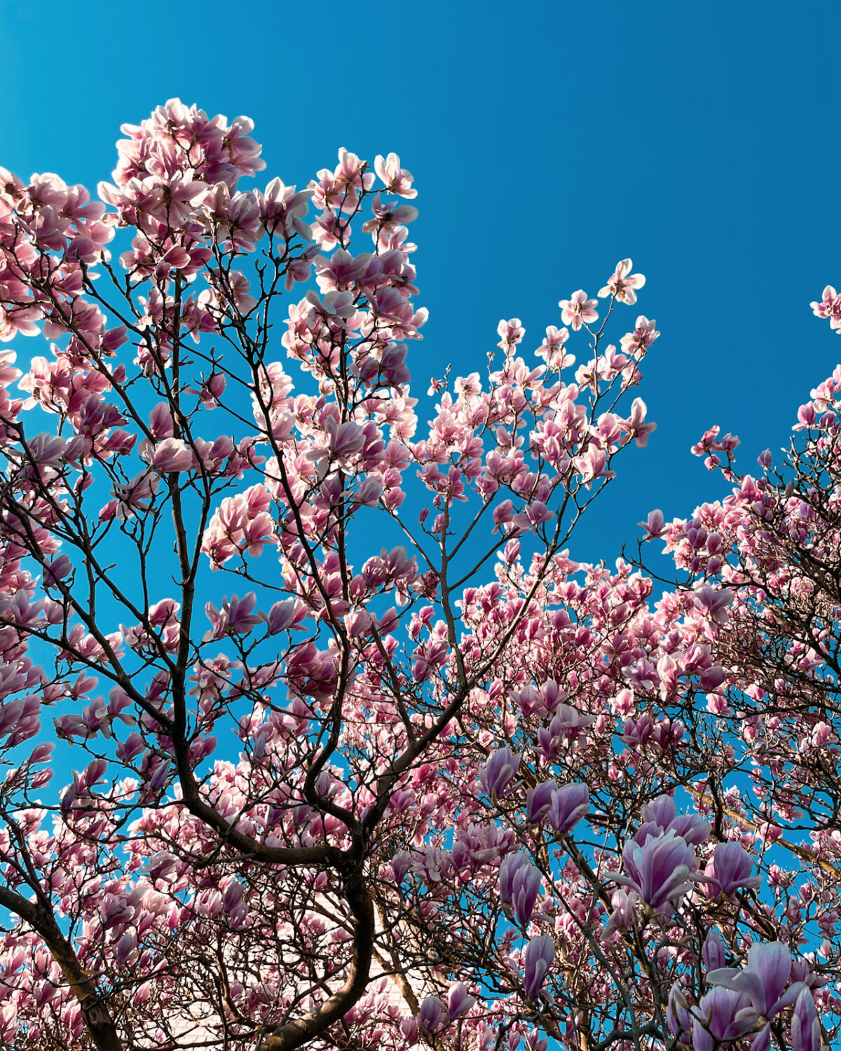 Magnolia, you sweet thing