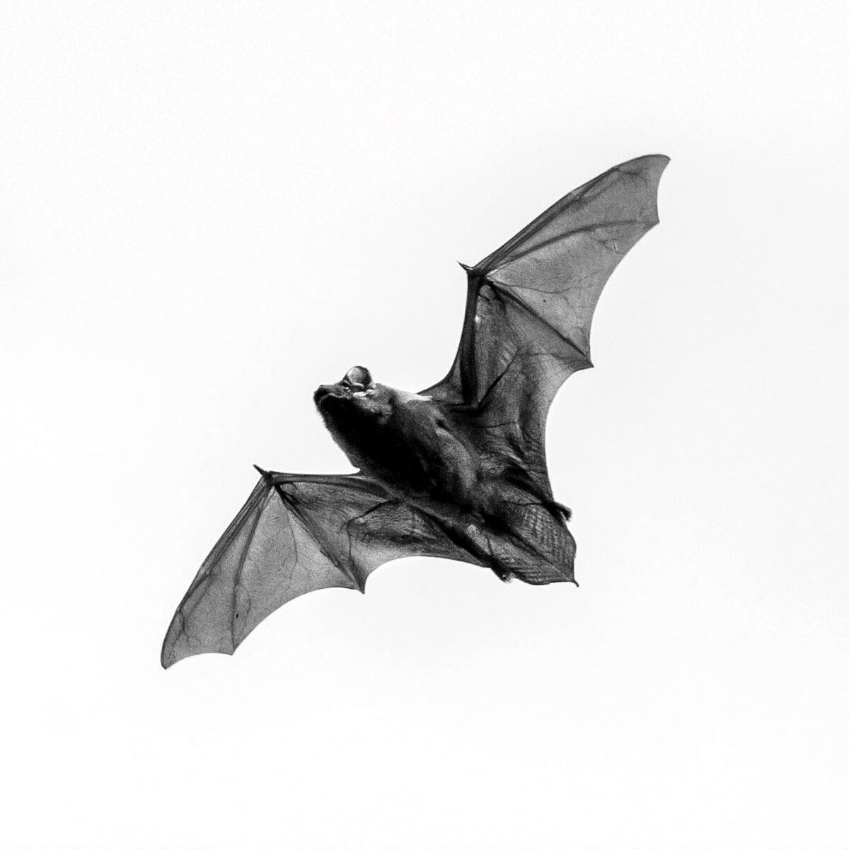 Schwarzweißfoto einer Fledermaus im Flug.