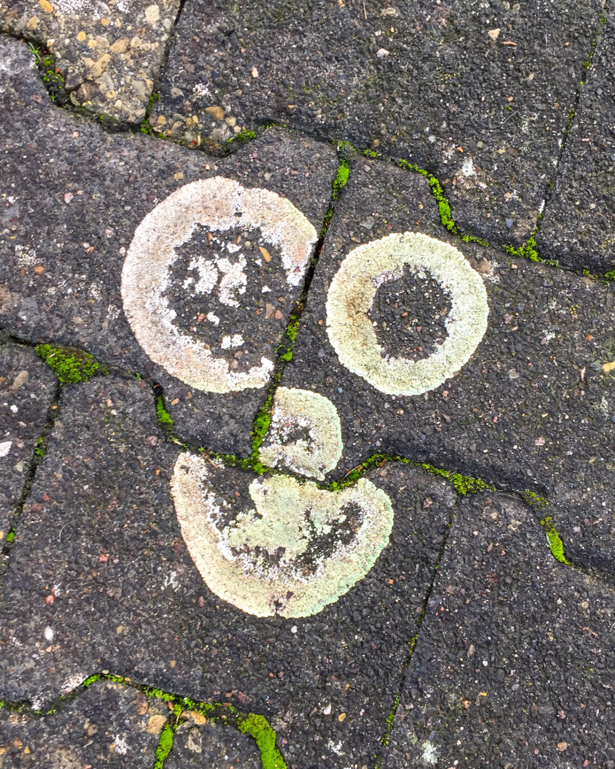 I See Faces