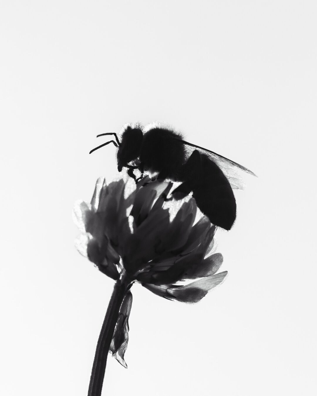 Eine Honigbiene nascht an einer Kleeblüte. Schwarzweißfoto im Gegenlicht aufgenommen.