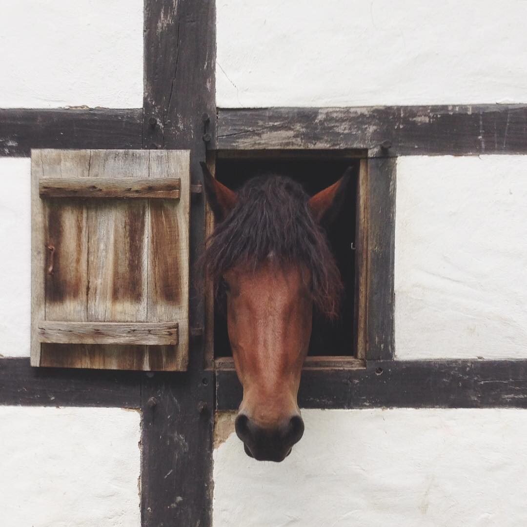Hors(e)t