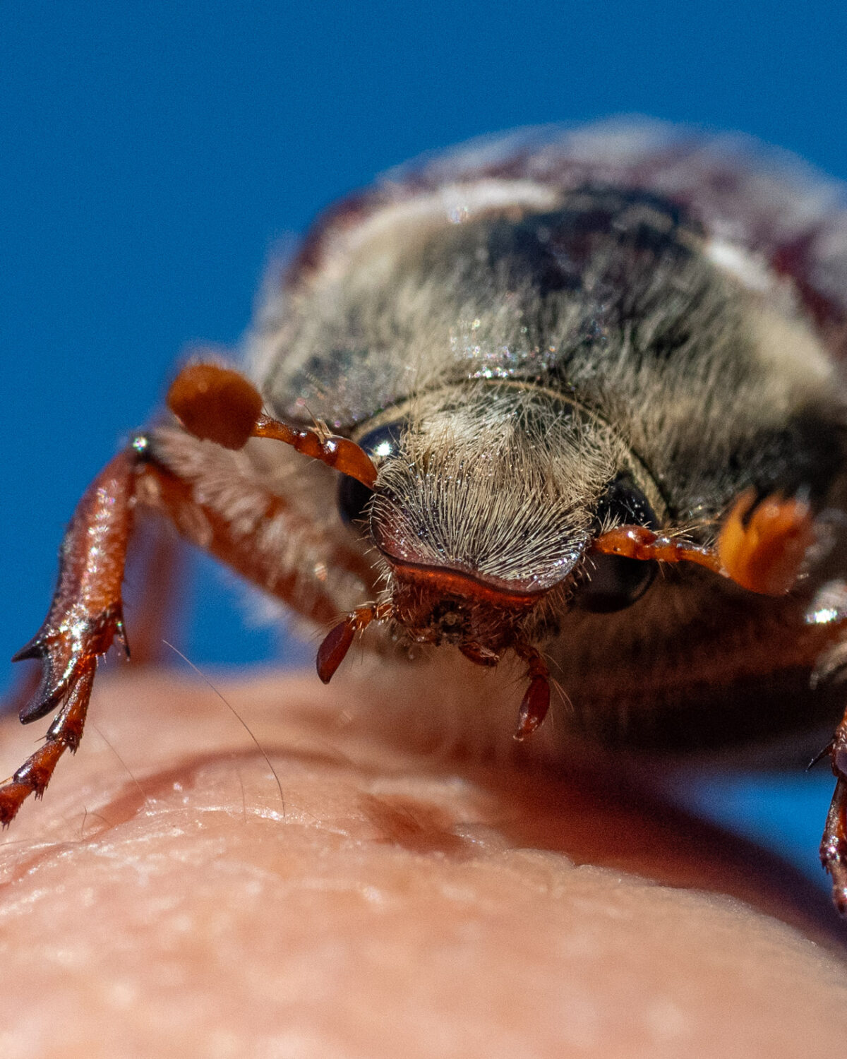 Buggy