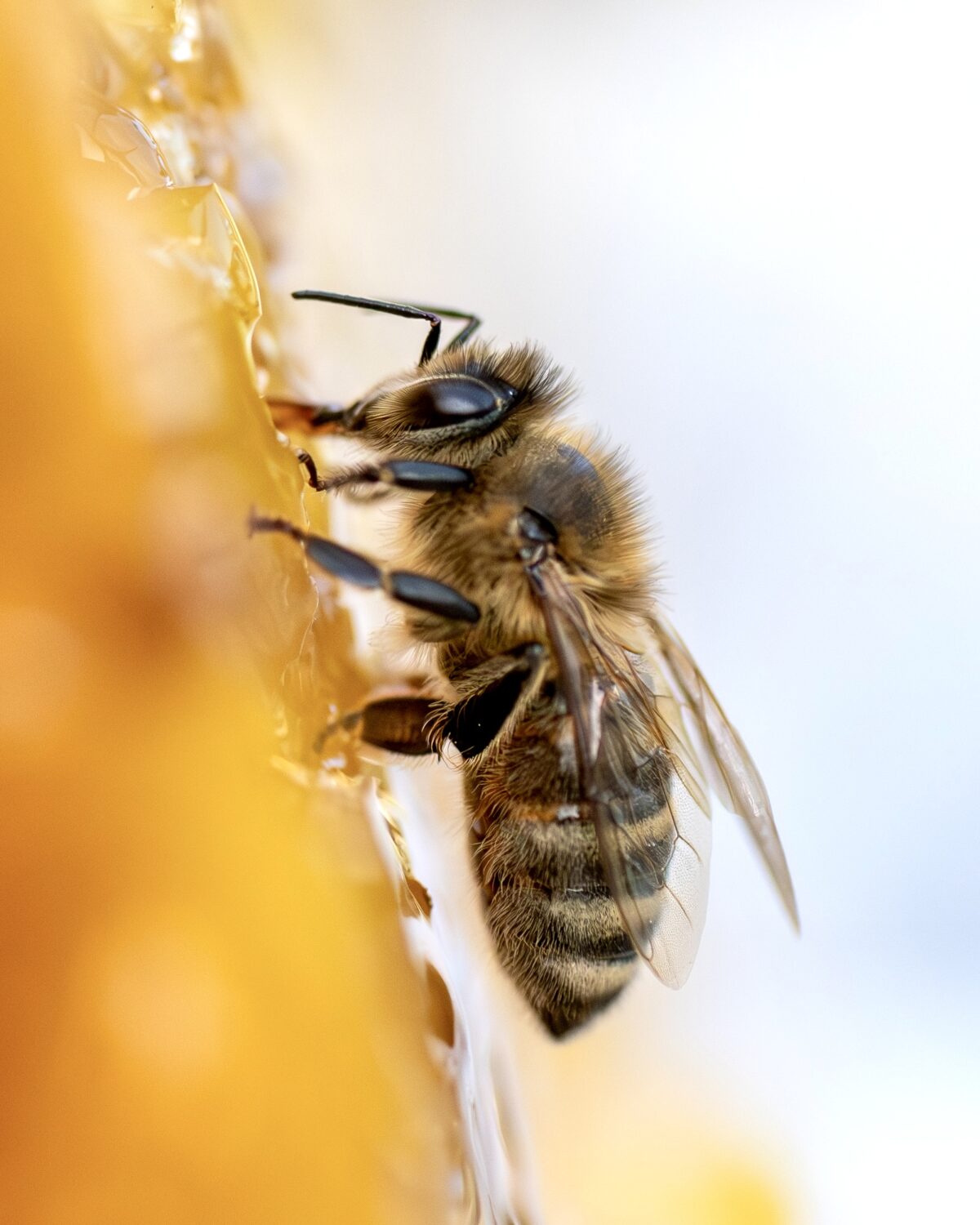 who wants honey