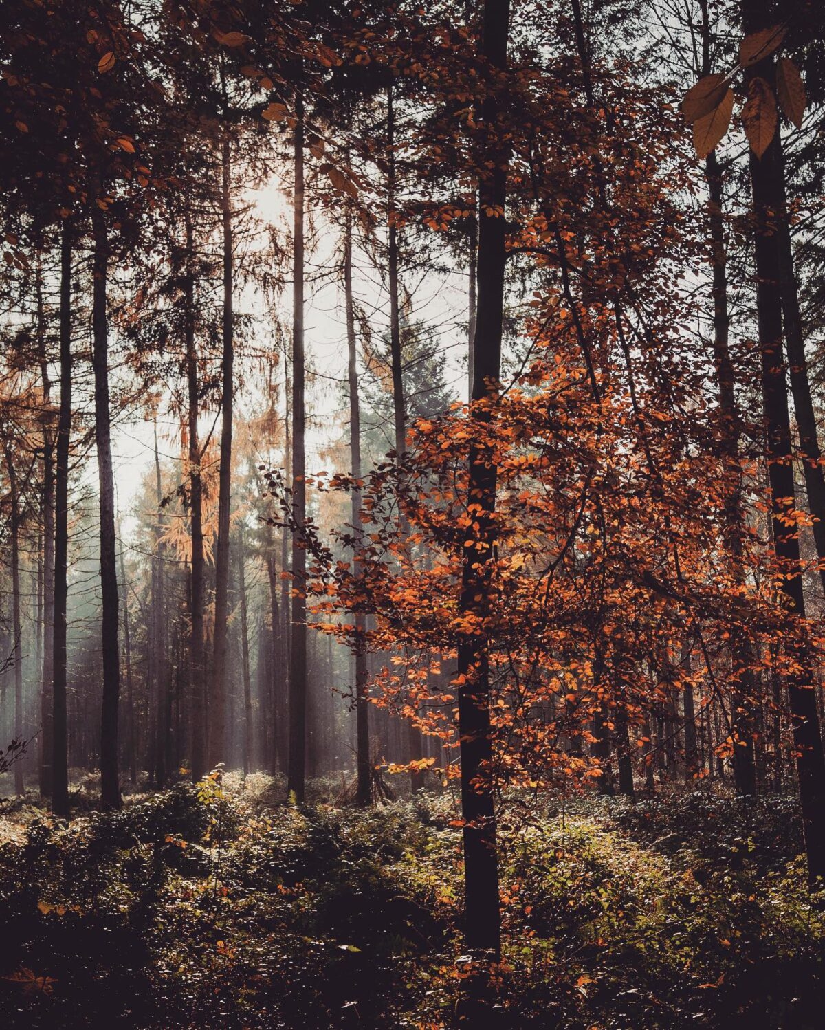 Blick in einen herbstlichen Mischwald hinein. Am Baum im Vordergrund hängen noch braune Blätter.
