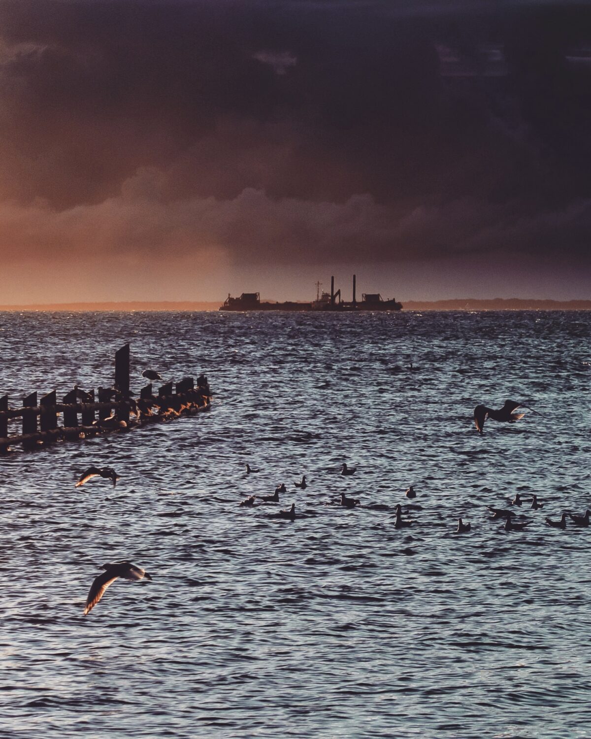 Der frühe Blick auf die Ostsee. Im Vordergrund fliegen und schwimmen Möwen. Links eine hölzerne Absperrung, die ins ruhige Meer führt, im Hintergrund ein Schiff vor imposantem Himmel.