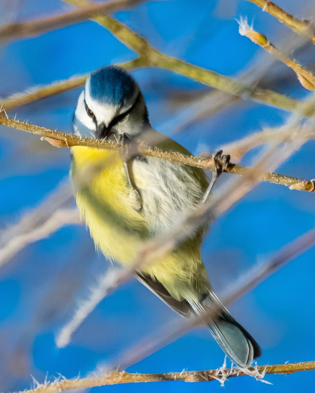 Eine Blaumeise hängt an einem Zweig an dem Eiskristalle kleben.