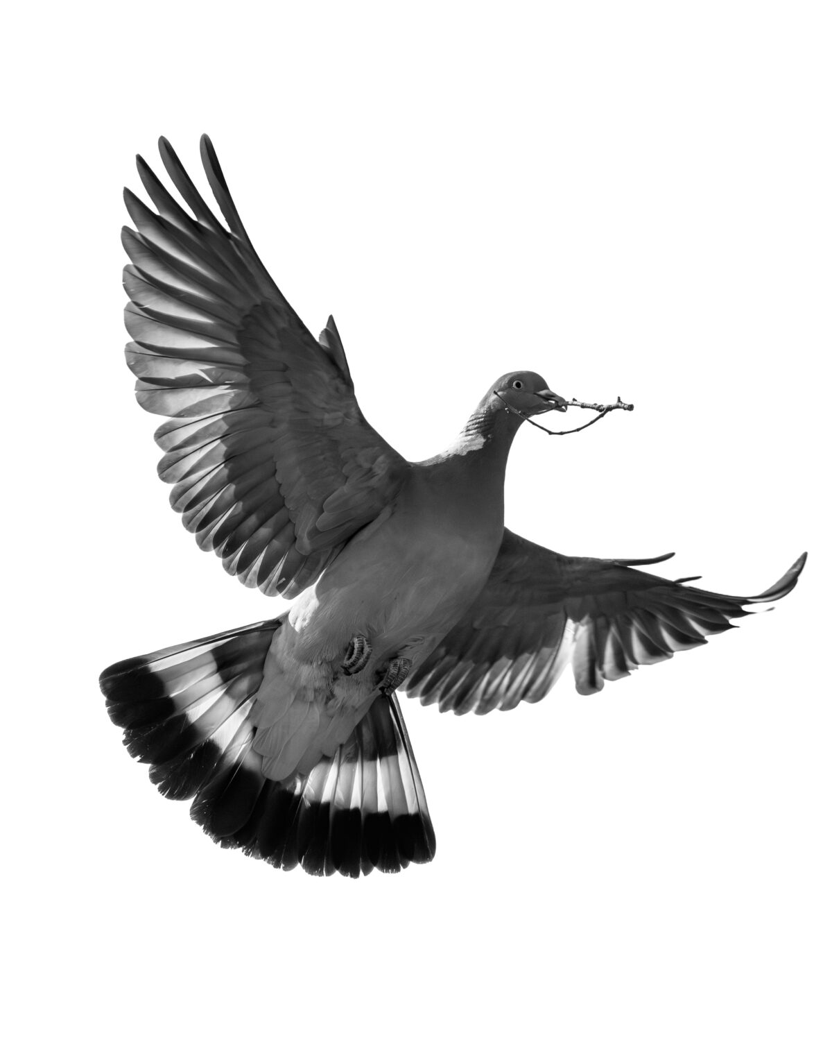 Hard Times für Friedenstauben