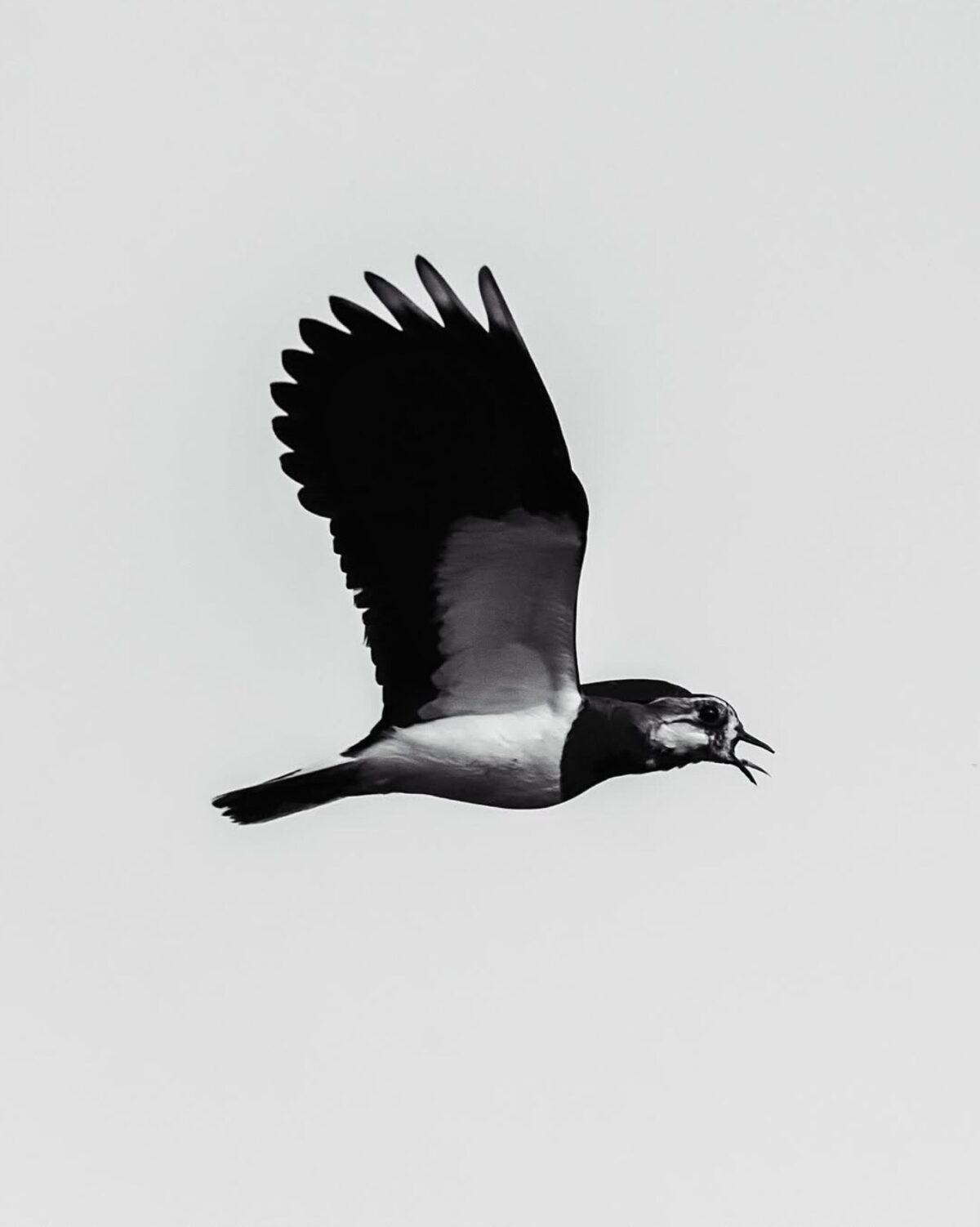 Ein kiebitz fliegt von links nach rechts. Der Vogel hat seinen Schnabel weit geöffnet. Man erkennt die Zunge. schwarzweißfoto.