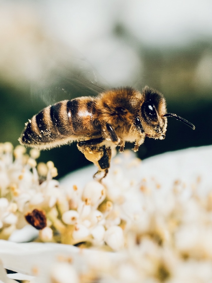 Eine Honigbiene schwebt über einer weißen Blüte. Nahaufnahme.
