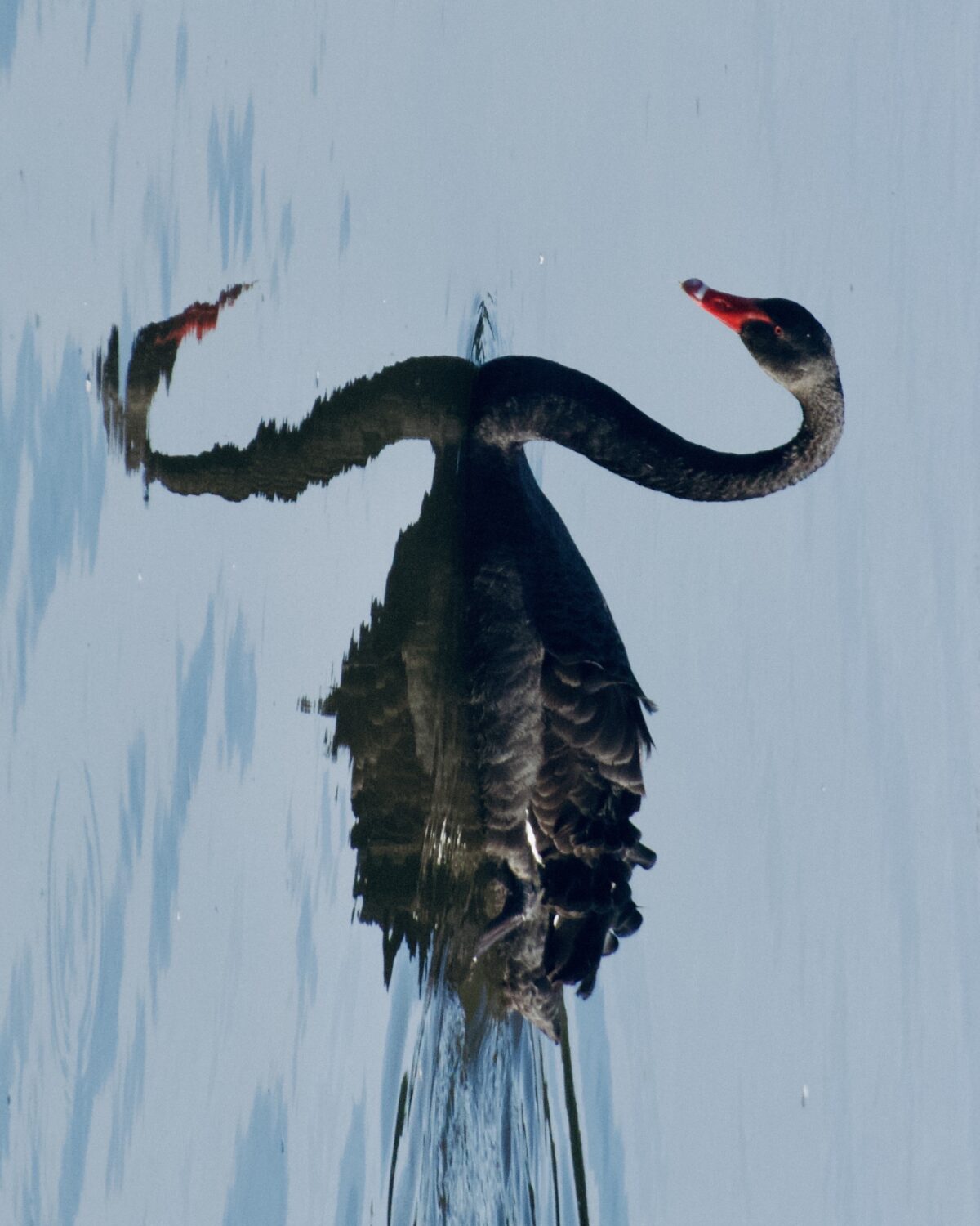 Black Swan