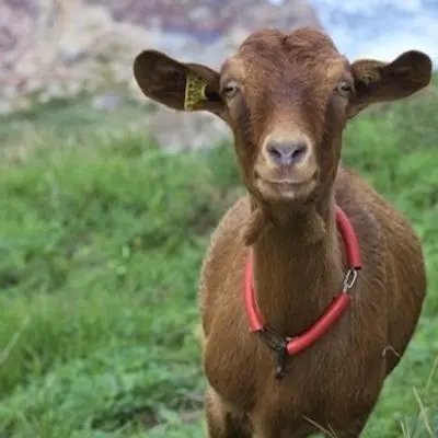 Ak! (Nachwuchspunker)